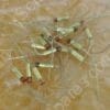 CP-0830-00 | CAPACITOR, 30V/45MF, 13F323